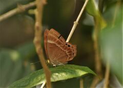 Abisara bifasciata