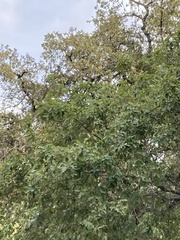 Quercus faginea