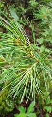 Pinus ayacahuite
