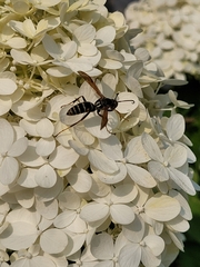 Polistinae