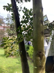 Laurelia sempervirens