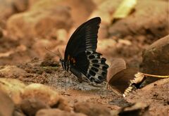 Papilio polymnestor