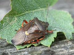 Pinthaeus sanguinipes