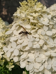 Polistinae