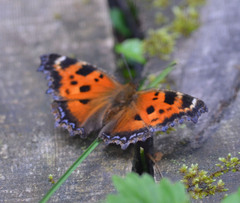 Nymphalis xanthomelas