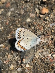 Plebejus argyrognomon