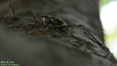 Paratlanticus ussuriensis