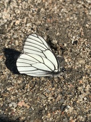 Aporia crataegi