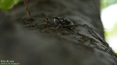 Paratlanticus ussuriensis