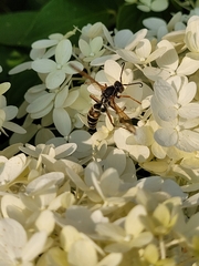 Polistinae