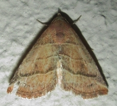 Eublemma baccalix