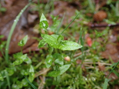 Stellaria crispa
