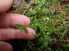 Stellaria crispa