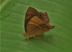 Abisara bifasciata