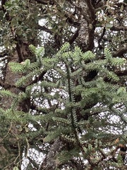 Abies pinsapo