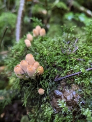Coprinellus micaceus