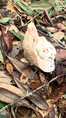 Lactarius xanthogalactus