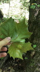 Platanus occidentalis