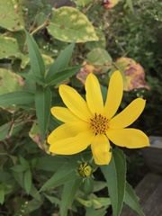 Helianthus strumosus