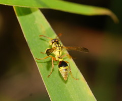 Ropalidia romandi