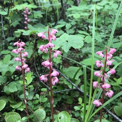 Pyrola asarifolia incarnata