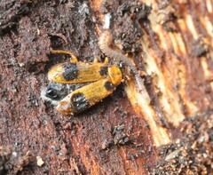 Phyllobrotica quadrimaculata