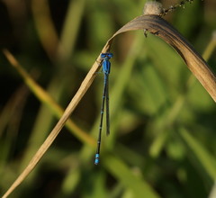 Pseudagrion cingillum
