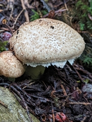 Agaricus augustus