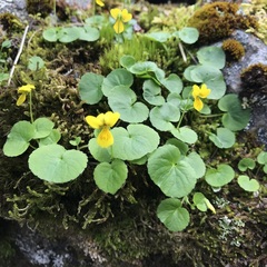 Viola biflora