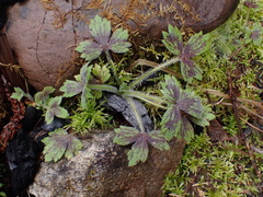 Ranunculus uncinatus