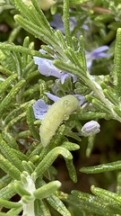 Strymon melinus
