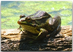 Pelophylax saharicus
