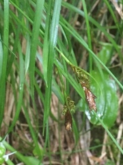 Poa nemoralis