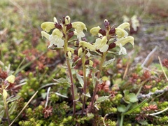 Pedicularis lapponica