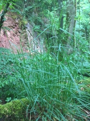 Poa nemoralis