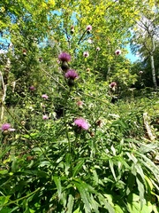 Cirsium serratuloides