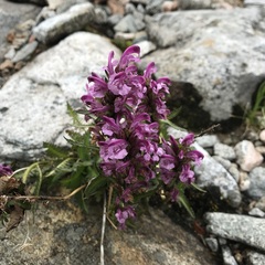 Pedicularis sudetica interioroides