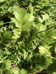 Geum triflorum
