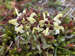Pedicularis lapponica