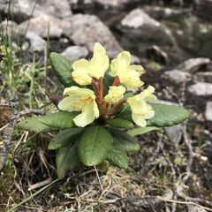 Rhododendron aureum
