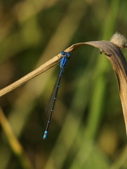 Pseudagrion cingillum