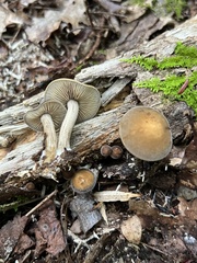Agrocybe firma
