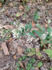 Symphyotrichum lateriflorum lateriflorum