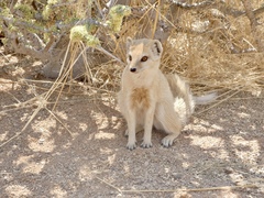 Cynictis penicillata