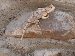 Agama anchietae