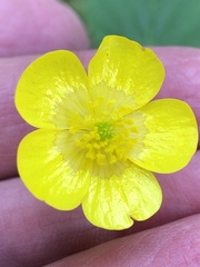 Ranunculus acris