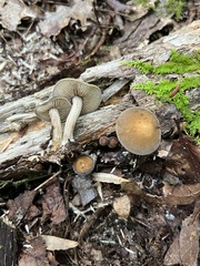 Agrocybe firma