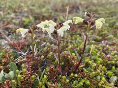 Pedicularis lapponica