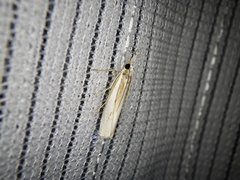 Crambus argyrophorus