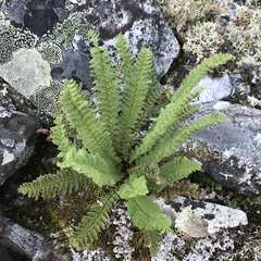 Dryopteris fragrans